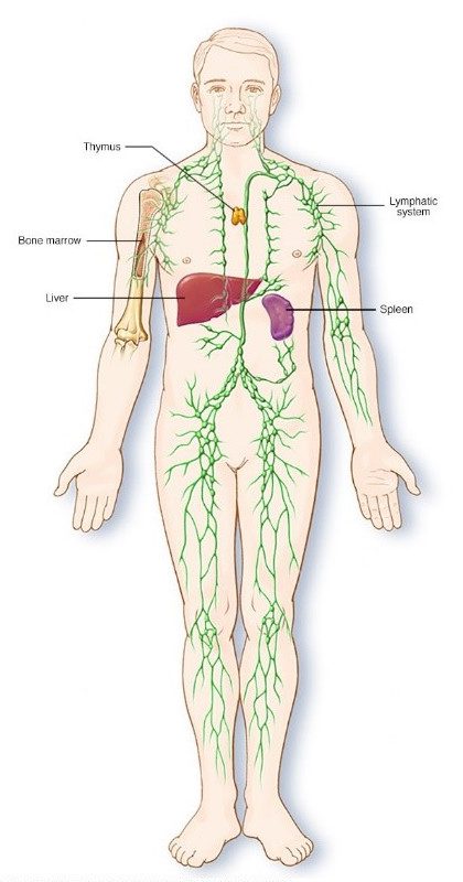 Lymphoma Cancer