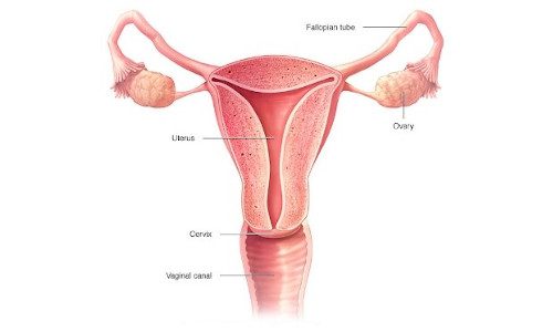 Ovarian Cancer