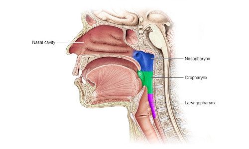 Throat Cancer