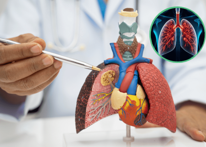 Lungs Symptoms, Causes and Prevention